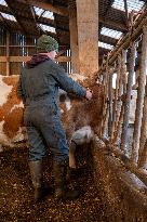 Vaccination Campaign Against Bluetongue - France