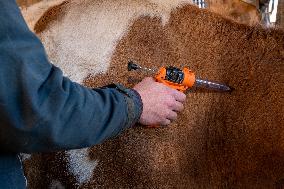 Vaccination Campaign Against Bluetongue - France