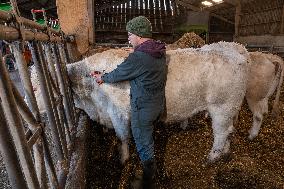 Vaccination Campaign Against Bluetongue - France