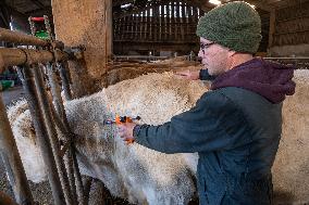 Vaccination Campaign Against Bluetongue - France