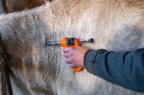 Vaccination Campaign Against Bluetongue - France