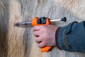 Vaccination Campaign Against Bluetongue - France