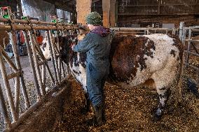 Vaccination Campaign Against Bluetongue - France