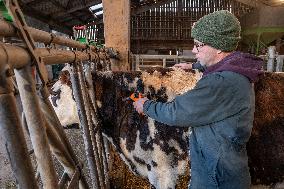 Vaccination Campaign Against Bluetongue - France