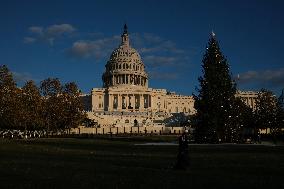 US Holiday: Capitol Christmas Tree