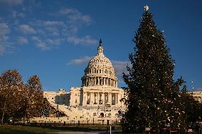 US Holiday: Capitol Christmas Tree