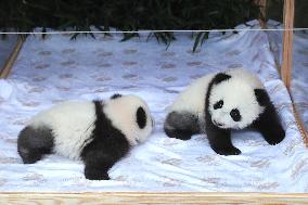 Baby Panda At Zoo - Berlin