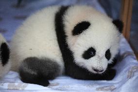 Baby Panda At Zoo - Berlin