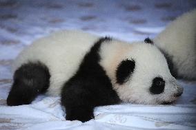 Baby Panda At Zoo - Berlin