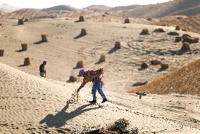 China Fortifies Green Great Wall To Contain Desert