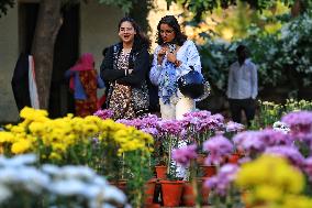 38th Chrysanthemum Flower  Exhibition In Jaipur