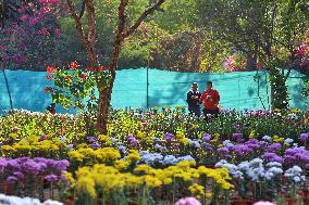 38th Chrysanthemum Flower  Exhibition In Jaipur