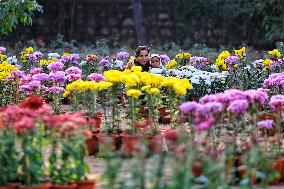 38th Chrysanthemum Flower  Exhibition In Jaipur