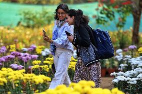 38th Chrysanthemum Flower  Exhibition In Jaipur