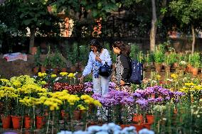 38th Chrysanthemum Flower  Exhibition In Jaipur