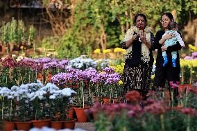 38th Chrysanthemum Flower  Exhibition In Jaipur