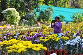 38th Chrysanthemum Flower  Exhibition In Jaipur