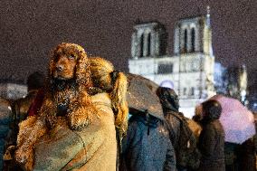 Crowds during Notre-Dame Cathedral re-opening ceremony - Paris