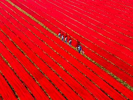 Red Cloth Production In Bangladesh