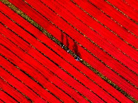 Red Cloth Production In Bangladesh