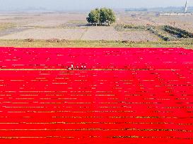 Red Cloth Production In Bangladesh