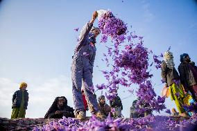 Saffron Harvest - Afghanistan