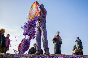 Saffron Harvest - Afghanistan