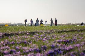 Saffron Harvest - Afghanistan