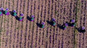 Saffron Harvest - Afghanistan