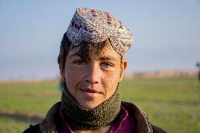 Saffron Harvest - Afghanistan