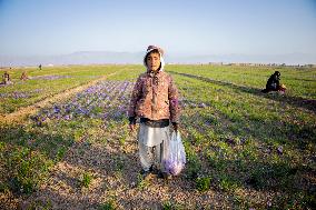 Saffron Harvest - Afghanistan