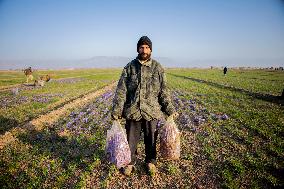 Saffron Harvest - Afghanistan