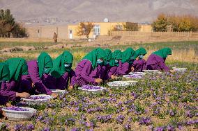 Saffron Harvest - Afghanistan