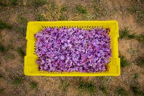 Saffron Harvest - Afghanistan