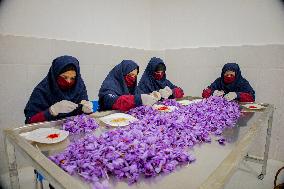 Saffron Harvest - Afghanistan