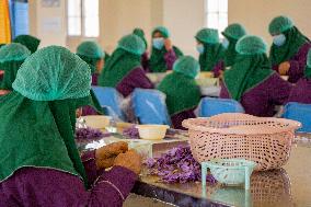 Saffron Harvest - Afghanistan