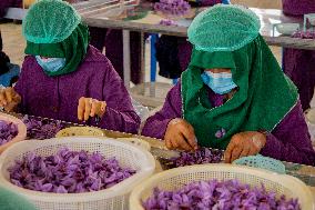 Saffron Harvest - Afghanistan