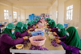 Saffron Harvest - Afghanistan