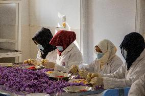 Saffron Harvest - Afghanistan