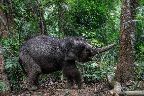 Wild Elephant Rescue - China