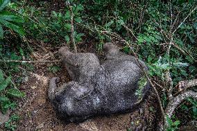 Wild Elephant Rescue - China