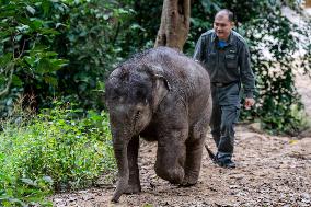 Wild Elephant Rescue - China