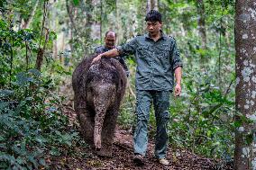 Wild Elephant Rescue - China