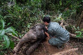 Wild Elephant Rescue - China