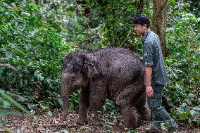 Wild Elephant Rescue - China