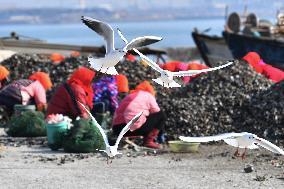 Oyster Harvest