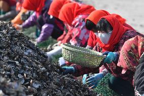 Oyster Harvest