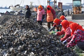 Oyster Harvest