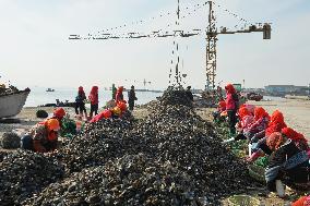 Oyster Harvest