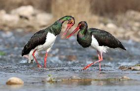 Two Black Storks At A Wetland - China